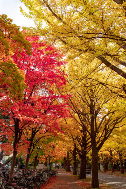 istock Beautiful autumn leaves in Sapporo, Hokkaido. 1283668955