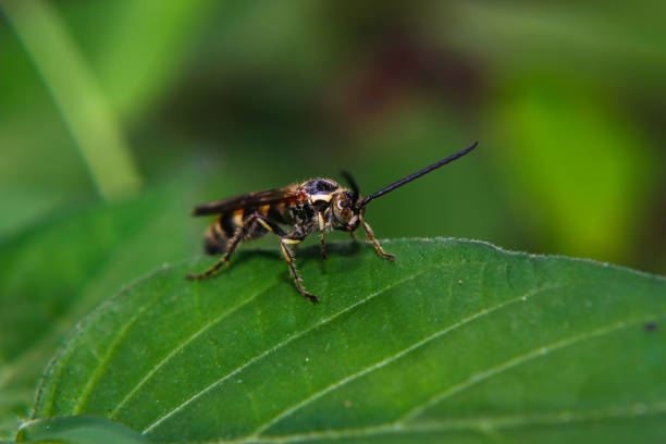 istock Hornet view in close up for Macro Photography 1283669143