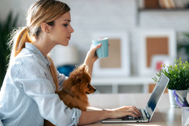 joli petit chien regardant l’ordinateur portatif tandis que son beau propriétaire travaillant avec lui dans le salon à la maison. - home worker photos et images de collection
