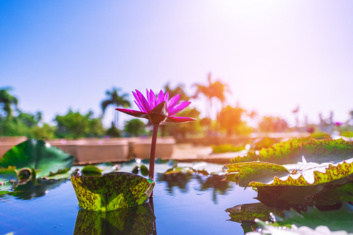 Pink lotus flowers blooming in the pool with warm light