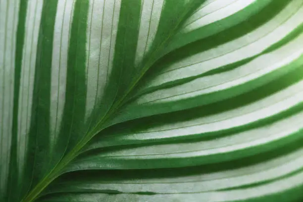 Macrophotography of white and green striped calathea plant. Perfectly usable for all nature related projects.