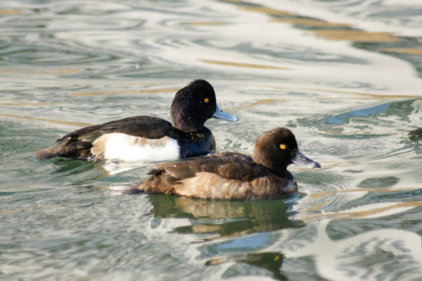 istock Pair of Tufted duck (Aythya fuligula) Swimming 1283669463