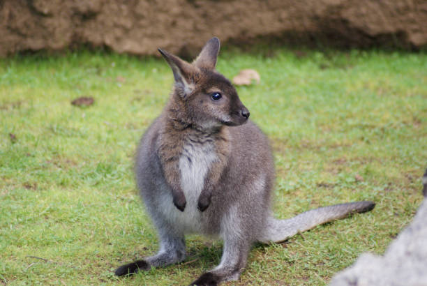 초원에 서 있는 젊은 베넷 왈라비(매크로푸스 루포글리세우스) - wallaby 뉴스 사진 이미지