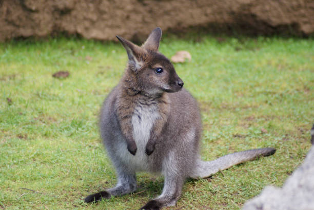 Young Bennetts Wallaby (Macropus rufogriseus) Standing on the Grassland on the grass wallaby stock pictures, royalty-free photos & images