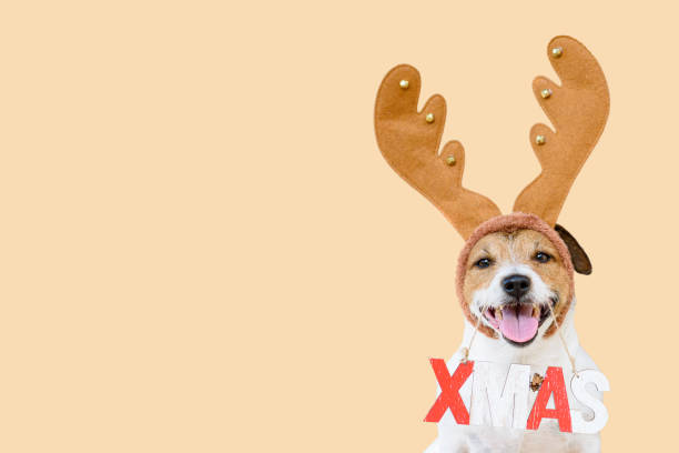 tarjeta de felicitación de temporada navideña con perro en traje de navidad sosteniendo el cartel de xmas contra fondo sin costuras - stags horn fotografías e imágenes de stock