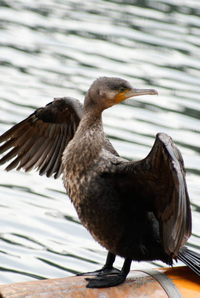 istock Great Cormorant is spreading its wings widely 1283670338