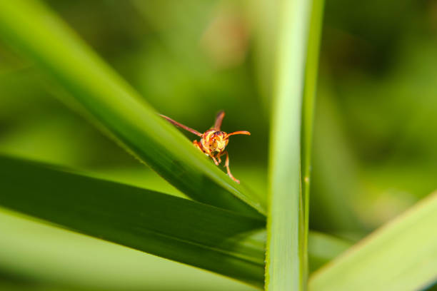 Hornet view in close up for Macro Photography