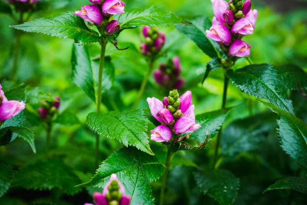 istock Blooming Chelone obliqua (Rose turtlehead) in the garden 1283670429