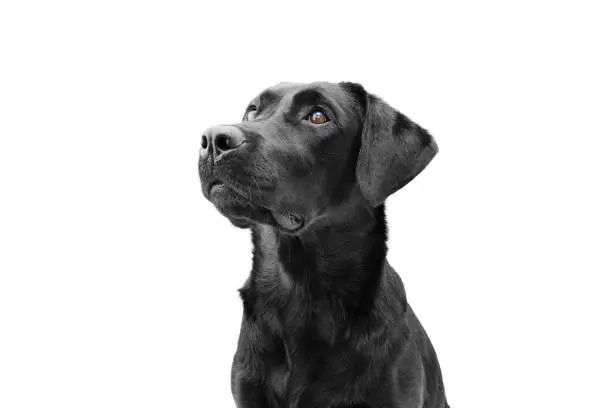 Photo of Attentive black labrador dog looking up, side view. Isolated on white background. Obedience concept.