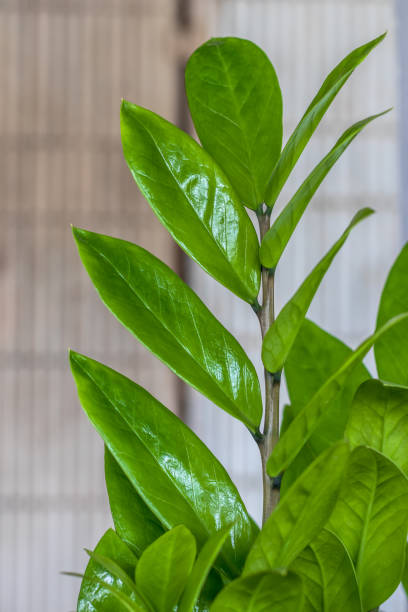 istock Zamioculcas zamiifolia, Zanzibar Gem. 1283671297