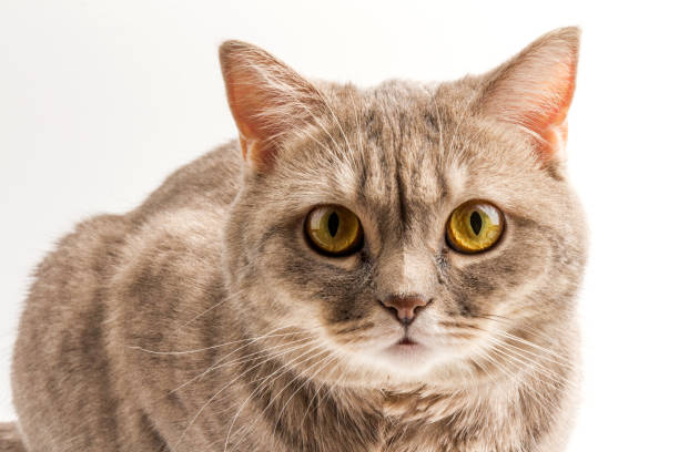 bella seduta tabby inglese shorthair gatto isolato su uno sfondo bianco - domestic cat kitten scottish straight short hair foto e immagini stock