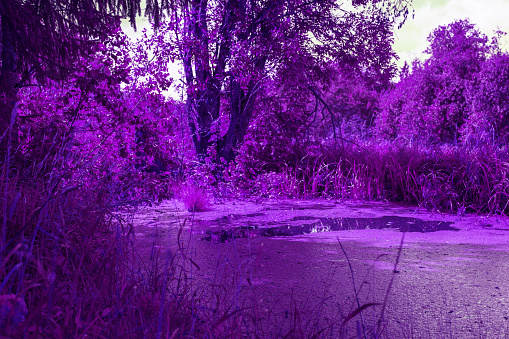 Surreal violet landscape. Small overgrown pond and trees