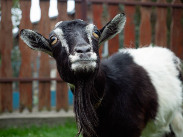 Curious goat outdoors