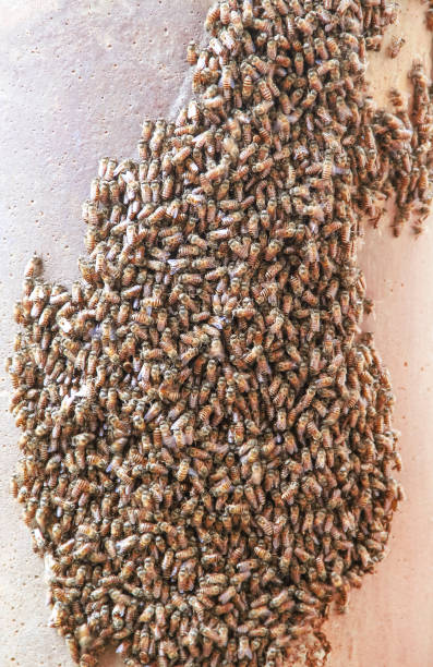 istock Bee texture group nature insect pet on old concrete wall background 1283671913
