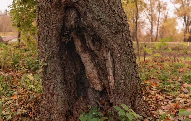 Old Tree Trunk in the Park. Autumn Colors In Background