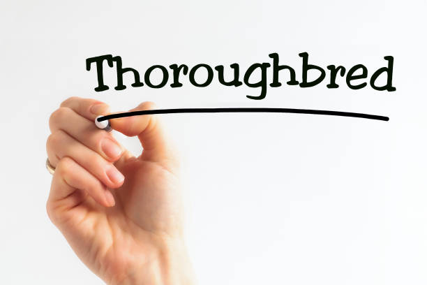istock Hand writing inscription Thoroughbred with marker, concept, stock image 1283672162