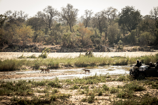 Wild dogs walking in green grass, Kruger National Park, South Africa.