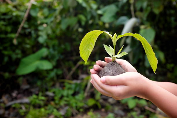 istock Child hands holding a tree sapling or seedling. World Environment and Earth Day, environmental care, csr and awareness at young age, new life, reforestation and conservation concept. 1283672825