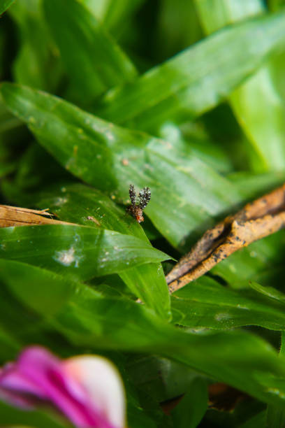 istock Fly view in close up for Macro Photography 1283672895