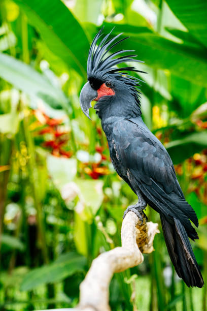 istock The palm cockatoo (great black cockatoo) on a dried tree branch. 1283672902