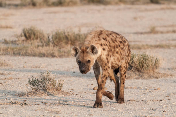 Hyena Hyena on a mission spotted hyena photos stock pictures, royalty-free photos & images