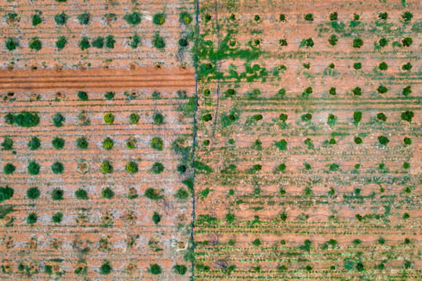 aerial of an orange trees plantation using drip irrigation
