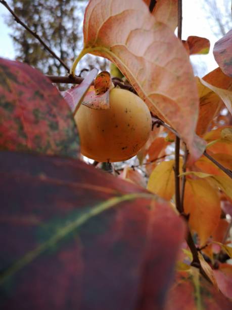 Kaki fruit persimmon in autumn stock photo