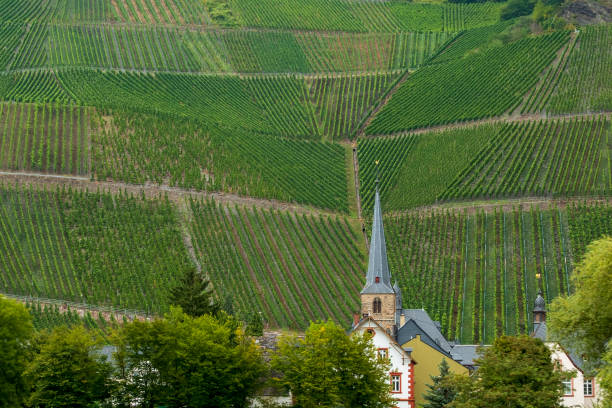 istock Grape vines on a hillside behind a little village 1283674321