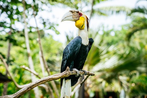 Bar-pouched wreathed hornbill on a blurred tropical plants background.