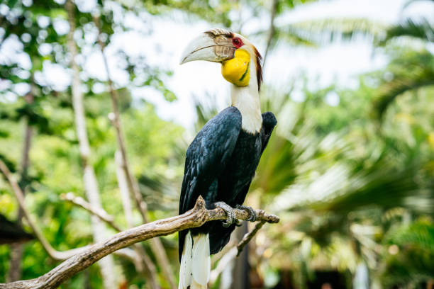 The wreathed hornbill (Rhyticeros undulatus) on a dried tree branch. Bar-pouched wreathed hornbill on a blurred tropical plants background. wreathed hornbill stock pictures, royalty-free photos & images