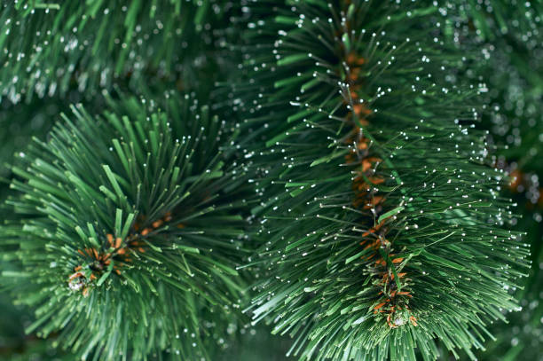 dekorative immergrüne weihnachtsbaum zweig mit nadeln nahaufnahme, fichte holz traditionelle sinnische jahr saisonale muster makro schuss - growth new evergreen tree pine tree stock-fotos und bilder