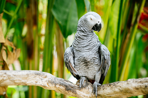 A closeup shot of an African grey parrot isolated on a white background