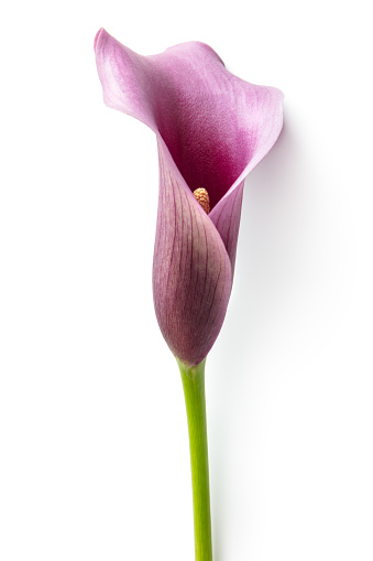 Flowers: Calla Lily Isolated on White Background