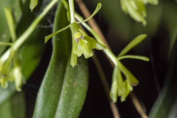 istock Green Fly Orchid flowers macro with leaves in background 1283676022