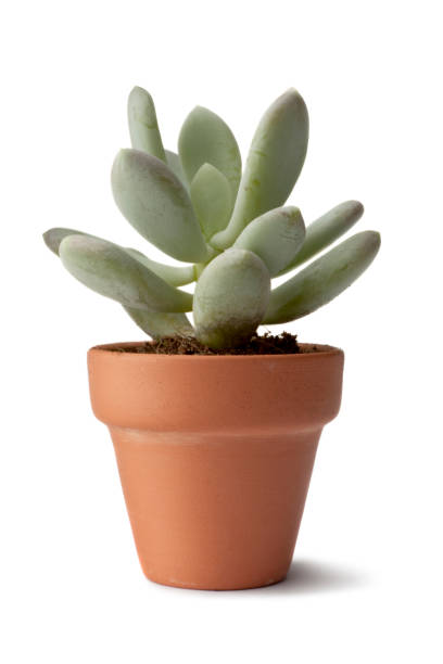 Flowers: Succulent Plant Isolated on White Background