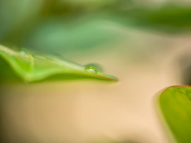 istock green leaves with raindrops in the forest 1283676965