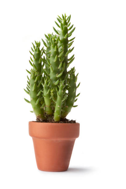 istock Flowers: Succulent Plant Isolated on White Background 1283676991