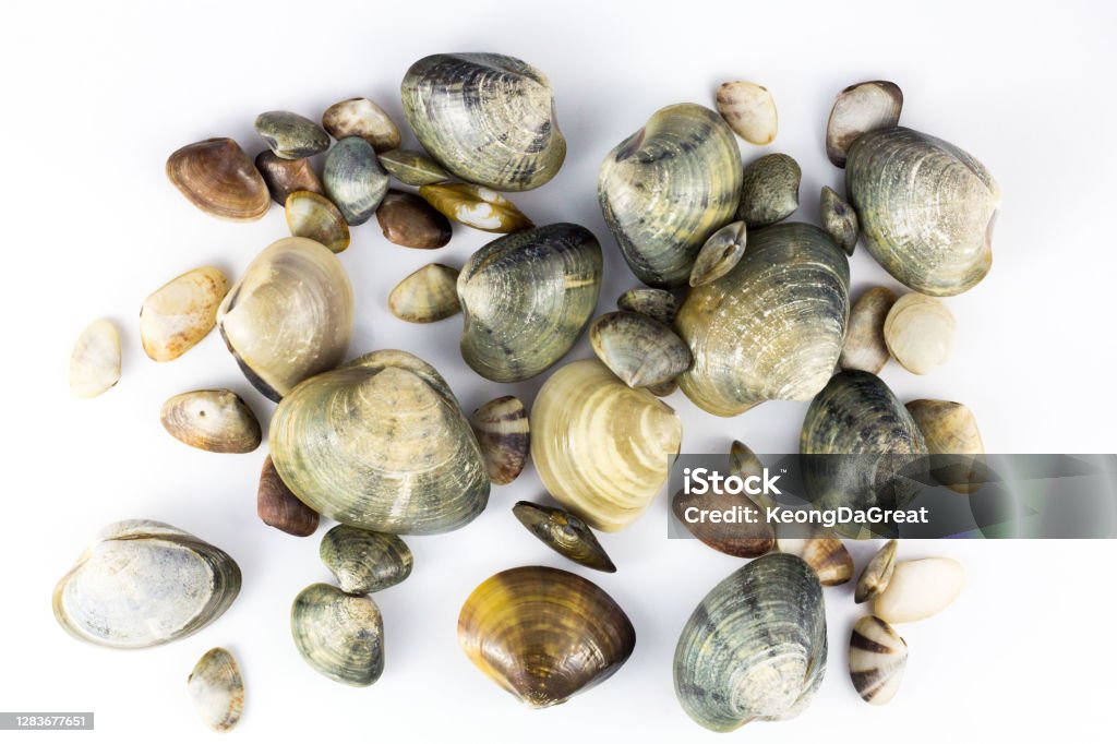 Clam Real Real Raw Clam With Isolated White Background Stock Photo - Download ...