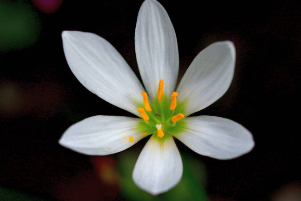 istock Zephyranthes candida / Rain lily / Autumn zephyrlily / White wind flower 1283677672