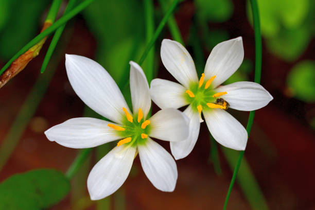 Zephyranthes candida / Rain lily / Autumn zephyrlily / White wind flower Zephyranthes candida, with common names that include rain lily, autumn zephyrlily, white wind flower, is a bulbous perennial that is native to South America. Crocus-like, white flowers, sometimes blushed with pink, bloom singly atop upright stems above a tuft of outward-spreading, narrow, grass-like, green leaves. Bloom appears in late summer to early fall. white rain lily stock pictures, royalty-free photos & images