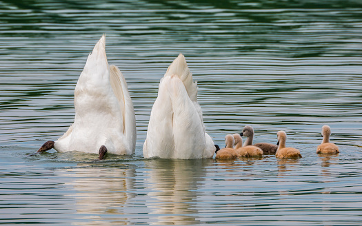 Swans are looking underwater for a food for chicks
