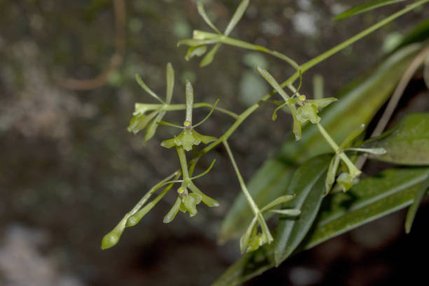 istock Sprig of Green Fly Orchid with several flowers diagonal macro 1283677850
