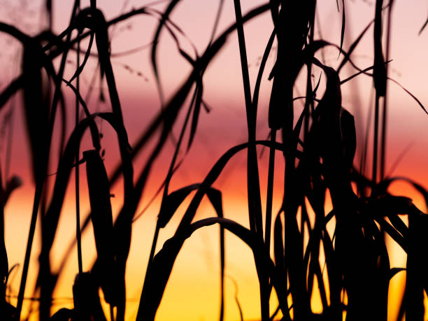 istock Grains on a Farm during Sunrise 1283678014