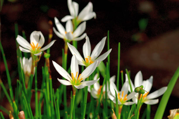 Zephyranthes candida / Rain lily / Autumn zephyrlily / White wind flower Zephyranthes candida, with common names that include rain lily, autumn zephyrlily, white wind flower, is a bulbous perennial that is native to South America. Crocus-like, white flowers, sometimes blushed with pink, bloom singly atop upright stems above a tuft of outward-spreading, narrow, grass-like, green leaves. Bloom appears in late summer to early fall. white rain lily stock pictures, royalty-free photos & images