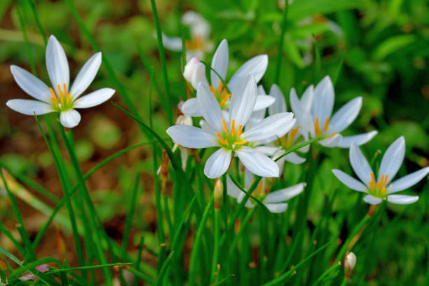 Zephyranthes candida / Rain lily / Autumn zephyrlily / White wind flower Zephyranthes candida, with common names that include rain lily, autumn zephyrlily, white wind flower, is a bulbous perennial that is native to South America. Crocus-like, white flowers, sometimes blushed with pink, bloom singly atop upright stems above a tuft of outward-spreading, narrow, grass-like, green leaves. Bloom appears in late summer to early fall. white rain lily stock pictures, royalty-free photos & images