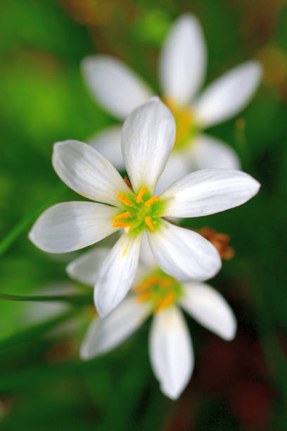 Zephyranthes candida / Rain lily / Autumn zephyrlily / White wind flower Zephyranthes candida, with common names that include rain lily, autumn zephyrlily, white wind flower, is a bulbous perennial that is native to South America. Crocus-like, white flowers, sometimes blushed with pink, bloom singly atop upright stems above a tuft of outward-spreading, narrow, grass-like, green leaves. Bloom appears in late summer to early fall. white rain lily stock pictures, royalty-free photos & images