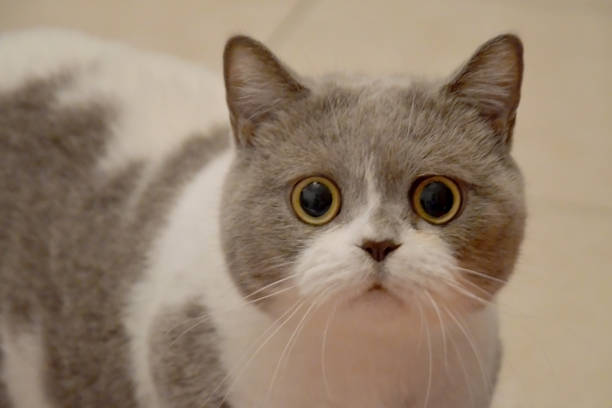 istock Muzzle of a British cat with big eyes. frightened animal 1283678544
