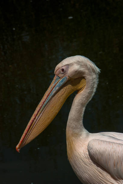 istock Close-up of pelican 1283678825