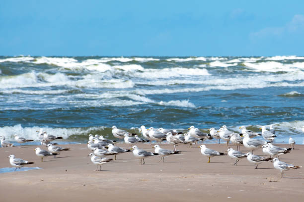 istock Beautiful black-headed seagulls birds staying together on the sandy beach 1283678873