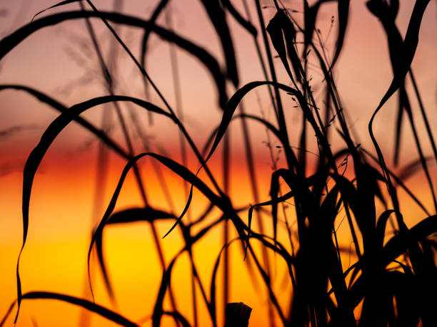 istock Grains on a Farm during Sunrise 1283679144